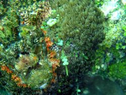 Taken in Balicasag (Panglao-Bohol), this scorpion fish wa... by Amaury Albert 